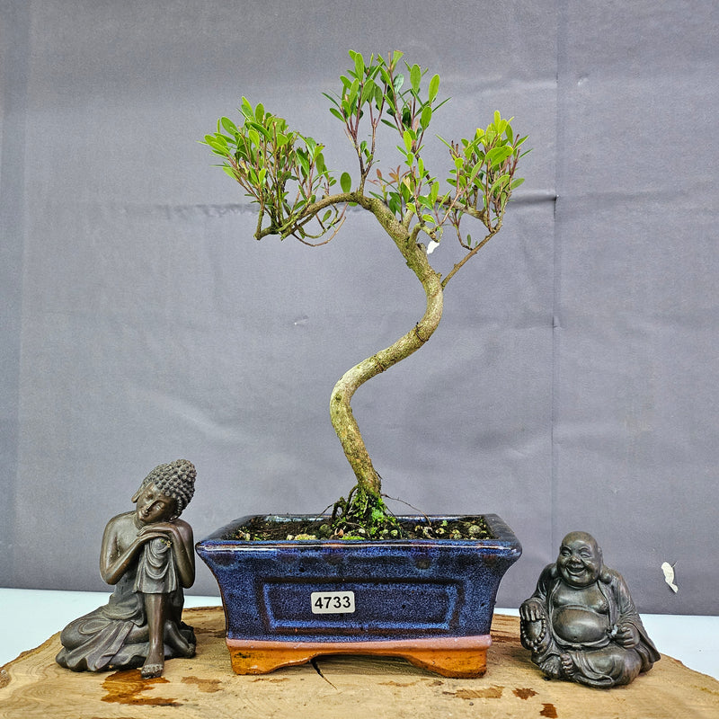 Clearance: Brush Cherry (Syzygium) Bonsai Tree | Shaped | In 15cm Pot