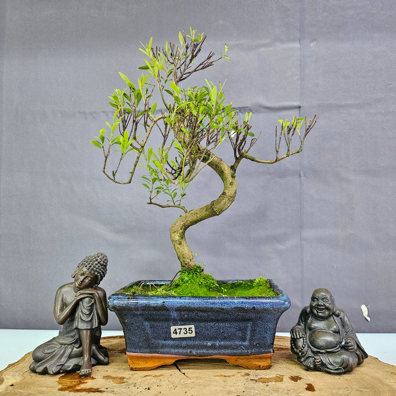 Clearance: Brush Cherry (Syzygium) Bonsai Tree | Shaped | In 15cm Pot