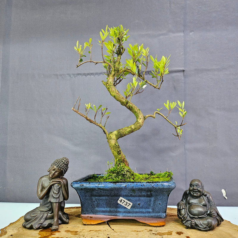 Clearance: Brush Cherry (Syzygium) Bonsai Tree | Shaped | In 15cm Pot