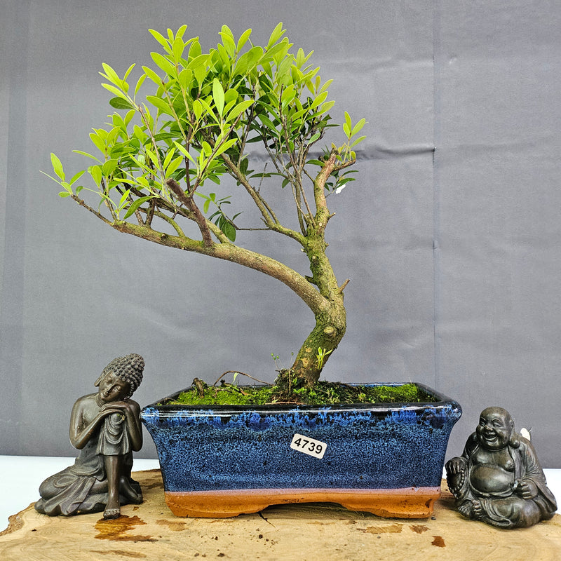 Clearance: Brush Cherry (Syzygium) Bonsai Tree | Broom | In 20cm Pot