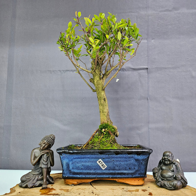 Clearance: Brush Cherry (Syzygium) Bonsai Tree | Broom | In 20cm Pot