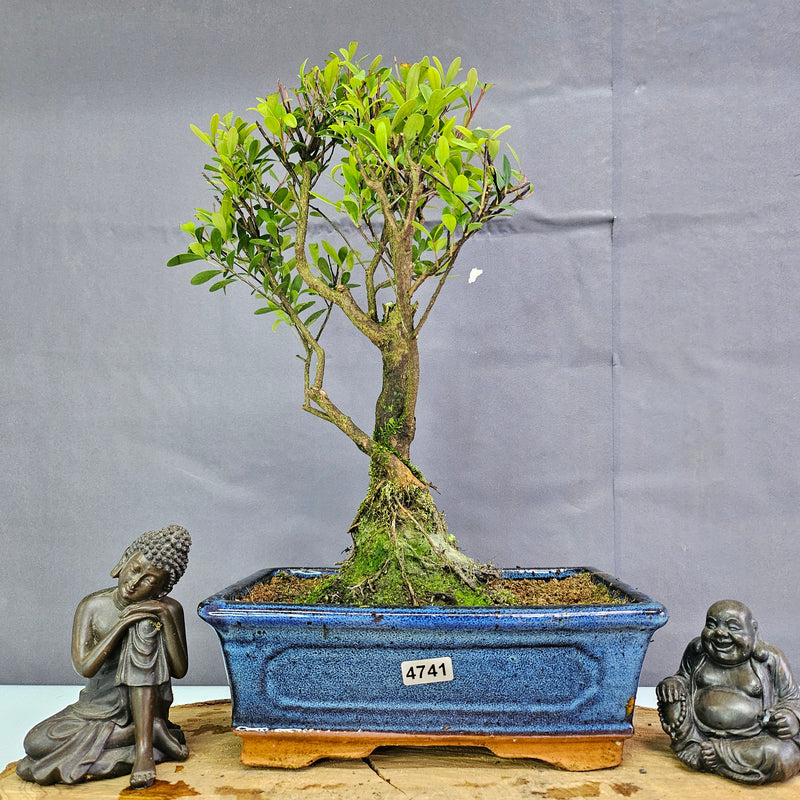 Clearance: Brush Cherry (Syzygium) Bonsai Tree | Broom | In 20cm Pot