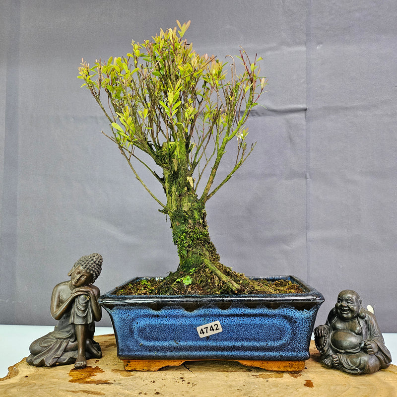 Clearance: Brush Cherry (Syzygium) Bonsai Tree | Broom | In 20cm Pot