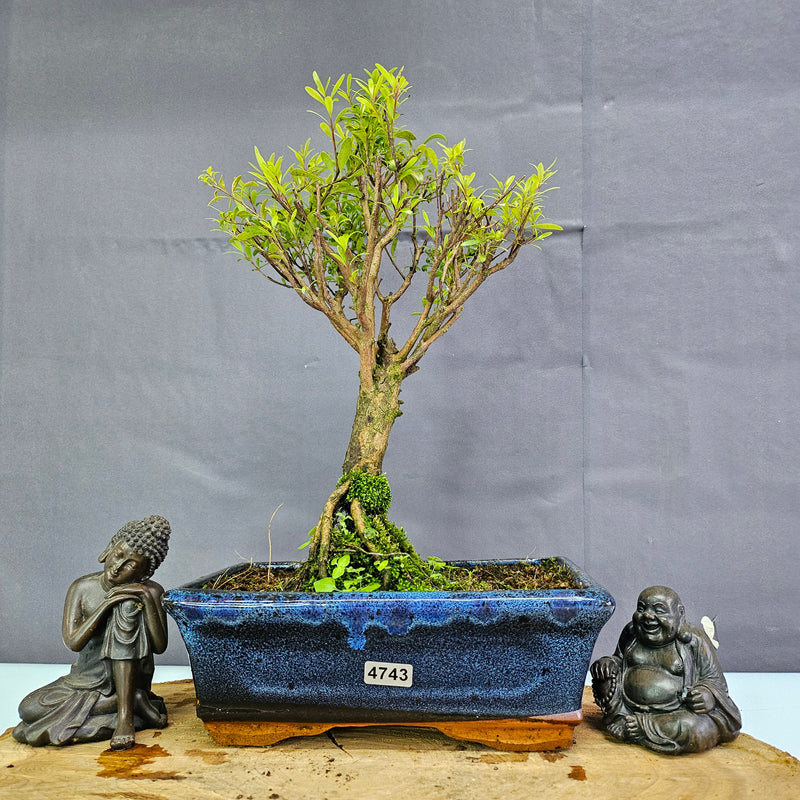 Clearance: Brush Cherry (Syzygium) Bonsai Tree | Broom | In 20cm Pot