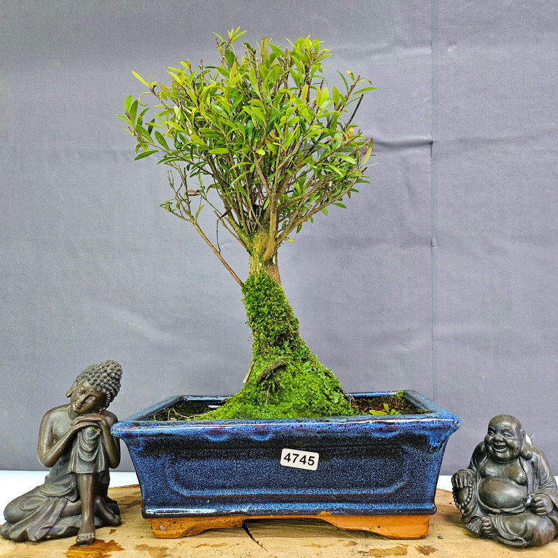 Clearance: Brush Cherry (Syzygium) Bonsai Tree | Broom | In 20cm Pot