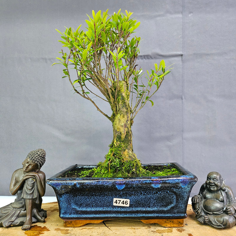 Clearance: Brush Cherry (Syzygium) Bonsai Tree | Broom | In 20cm Pot