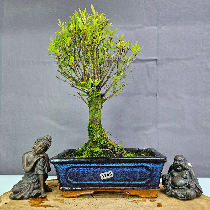 Clearance: Brush Cherry (Syzygium) Bonsai Tree | Broom | In 20cm Pot