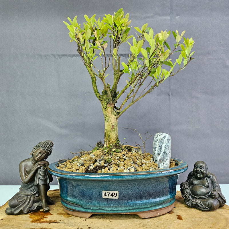 Clearance: Brush Cherry (Syzygium) Bonsai Tree | Broom | In 20cm Pot