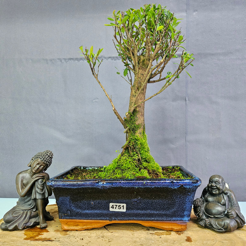 Clearance: Brush Cherry (Syzygium) Bonsai Tree | Broom | In 20cm Pot