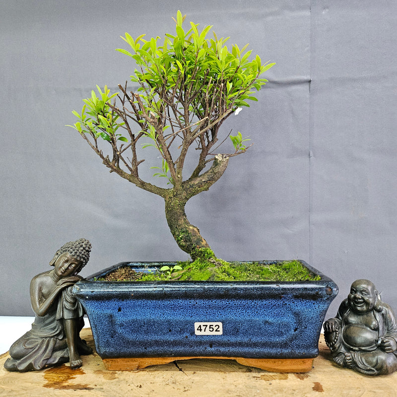 Clearance: Brush Cherry (Syzygium) Bonsai Tree | Broom | In 20cm Pot