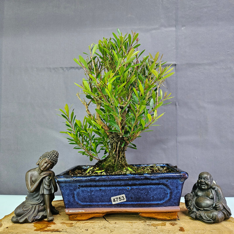 Clearance: Brush Cherry (Syzygium) Bonsai Tree | Broom | In 20cm Pot