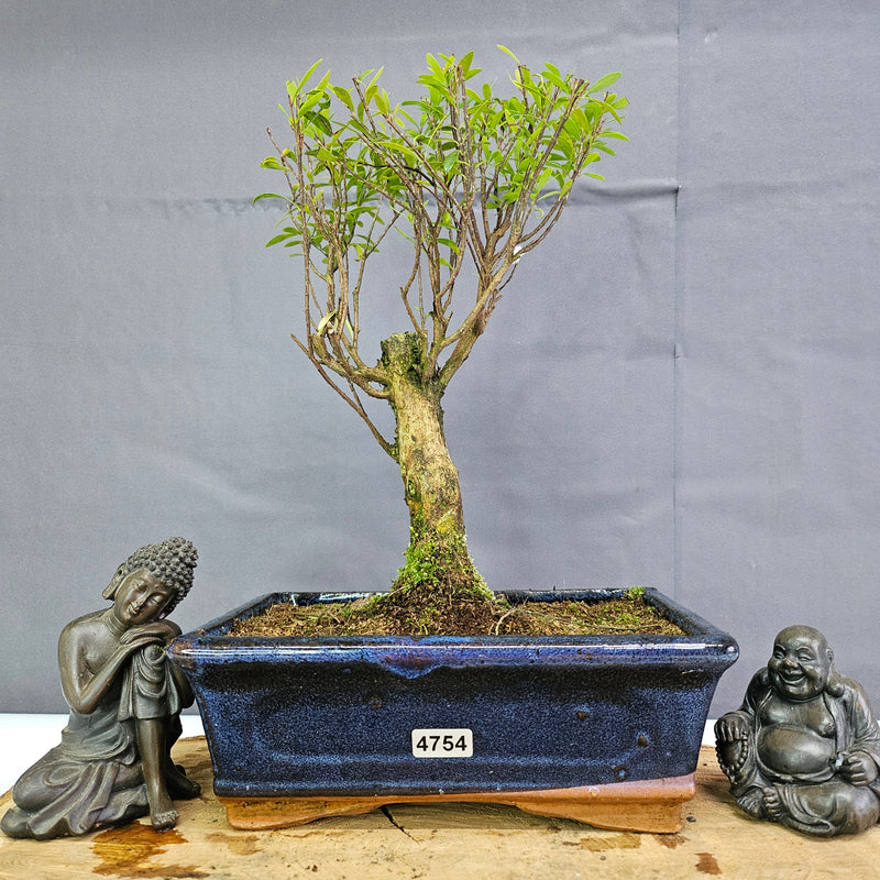 Clearance: Brush Cherry (Syzygium) Bonsai Tree | Broom | In 20cm Pot