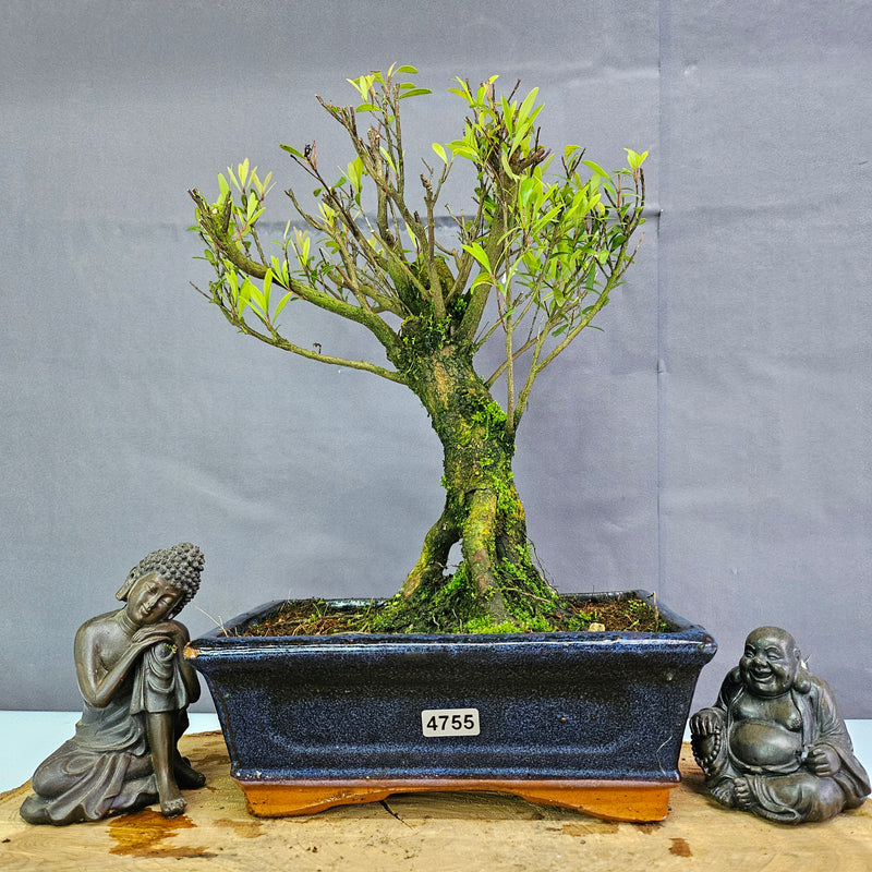 Clearance: Brush Cherry (Syzygium) Bonsai Tree | Broom | In 20cm Pot