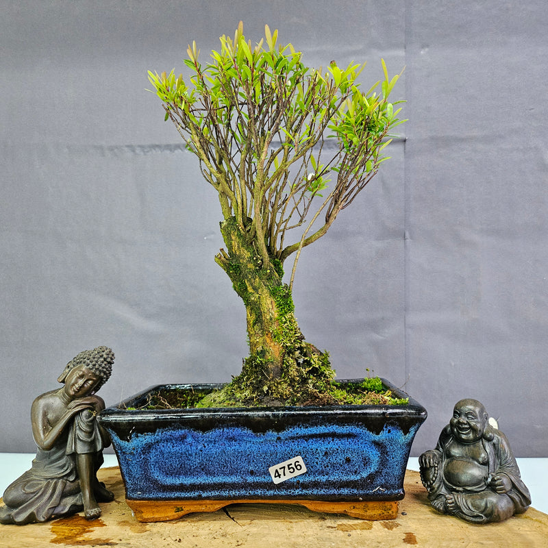 Clearance: Brush Cherry (Syzygium) Bonsai Tree | Broom | In 20cm Pot