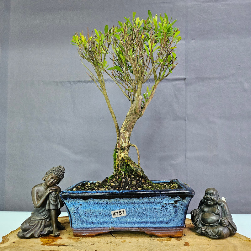 Clearance: Brush Cherry (Syzygium) Bonsai Tree | Broom | In 20cm Pot