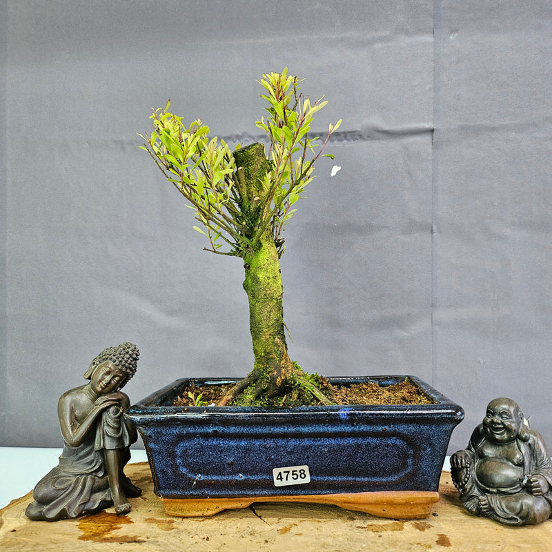 Clearance: Brush Cherry (Syzygium) Bonsai Tree | Broom | In 20cm Pot