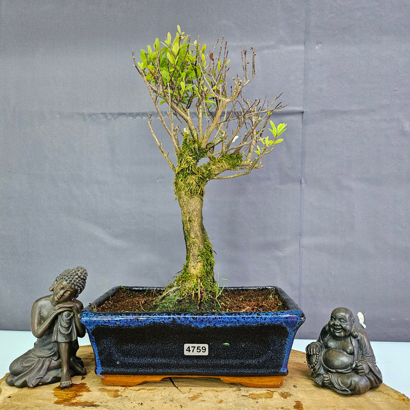 Clearance: Brush Cherry (Syzygium) Bonsai Tree | Broom | In 20cm Pot