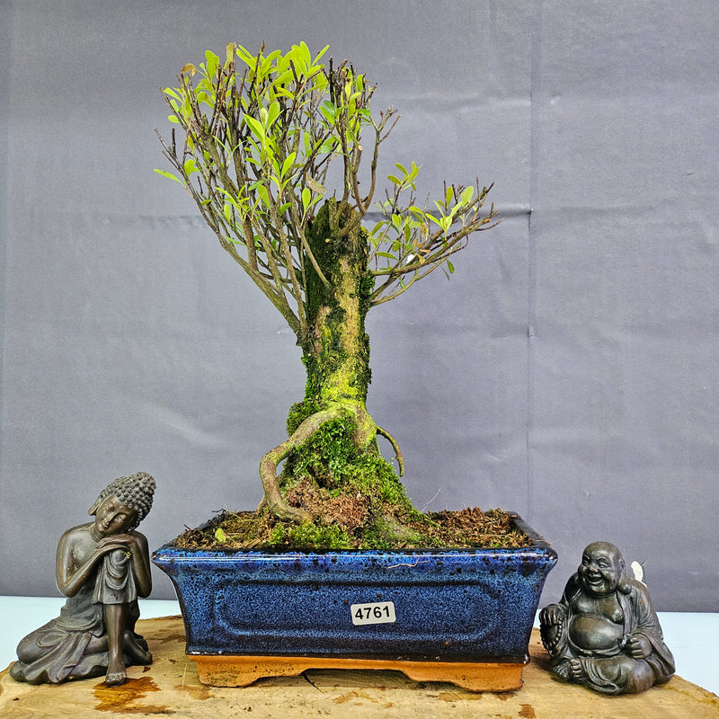 Clearance: Brush Cherry (Syzygium) Bonsai Tree | Broom | In 20cm Pot