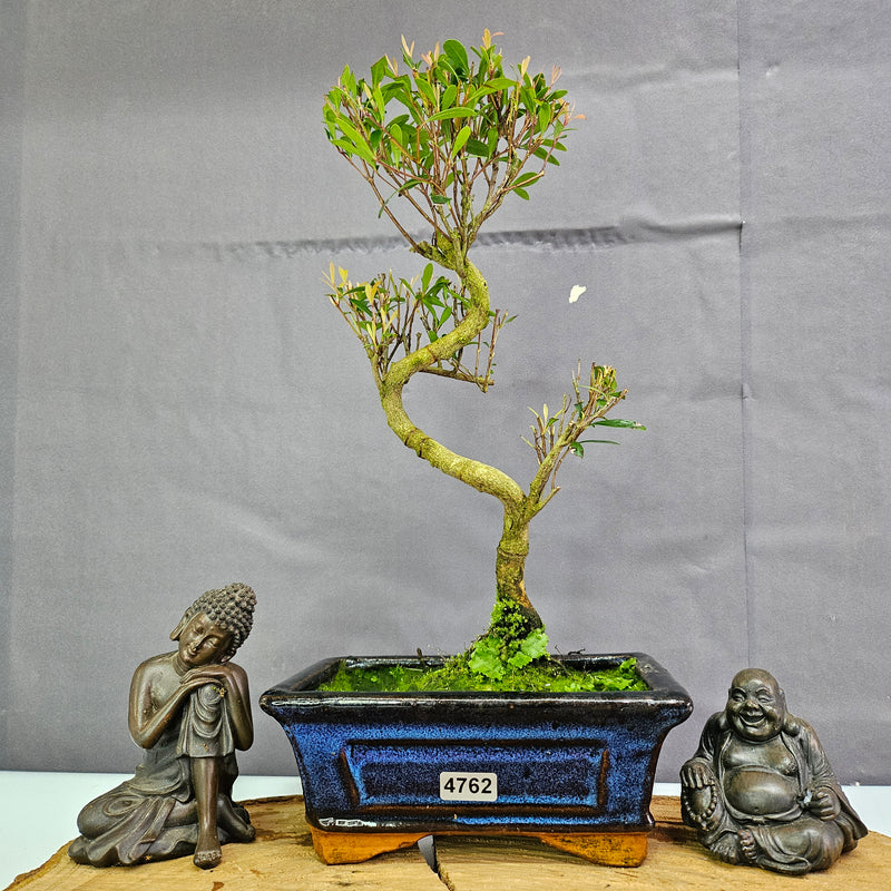 Clearance: Brush Cherry (Syzygium) Bonsai Tree | Shaped | In 15cm Pot