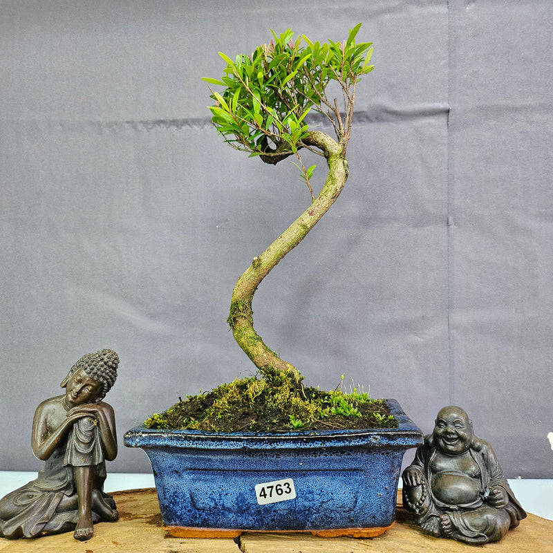 Clearance: Brush Cherry (Syzygium) Bonsai Tree | Shaped | In 15cm Pot