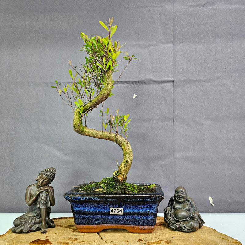 Clearance: Brush Cherry (Syzygium) Bonsai Tree | Shaped | In 15cm Pot