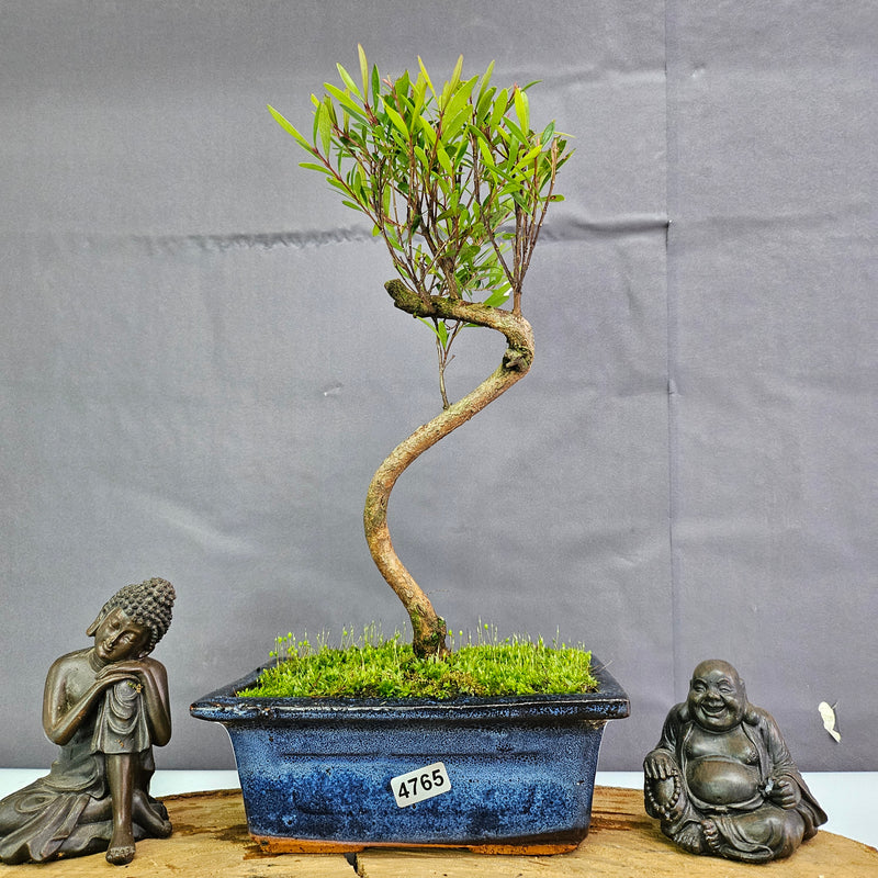 Clearance: Brush Cherry (Syzygium) Bonsai Tree | Shaped | In 15cm Pot