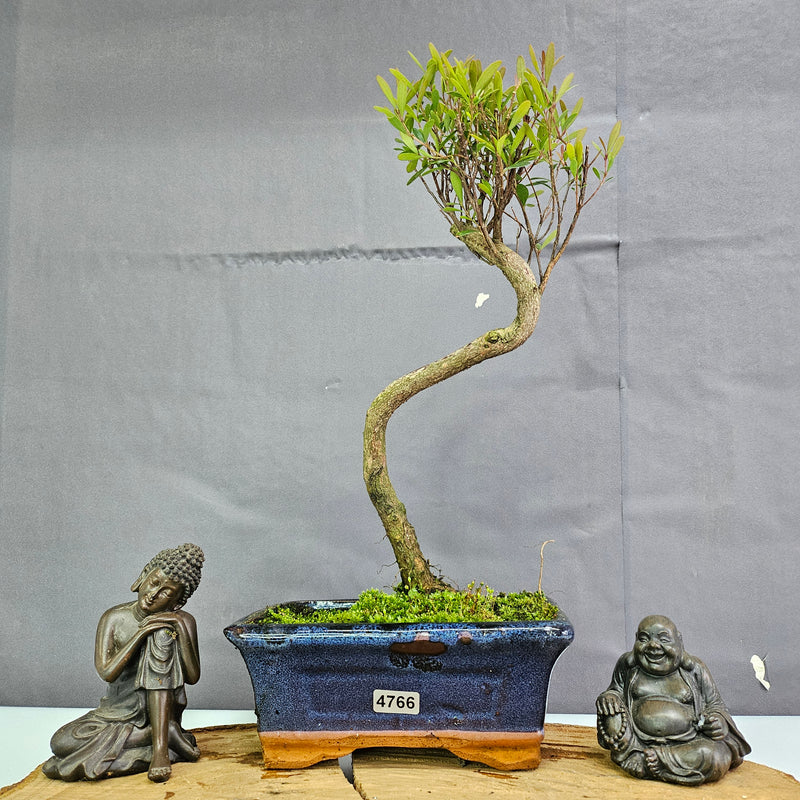 Clearance: Brush Cherry (Syzygium) Bonsai Tree | Shaped | In 15cm Pot