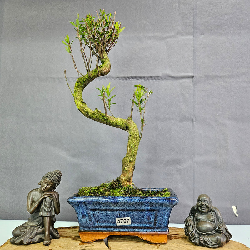 Clearance: Brush Cherry (Syzygium) Bonsai Tree | Shaped | In 15cm Pot