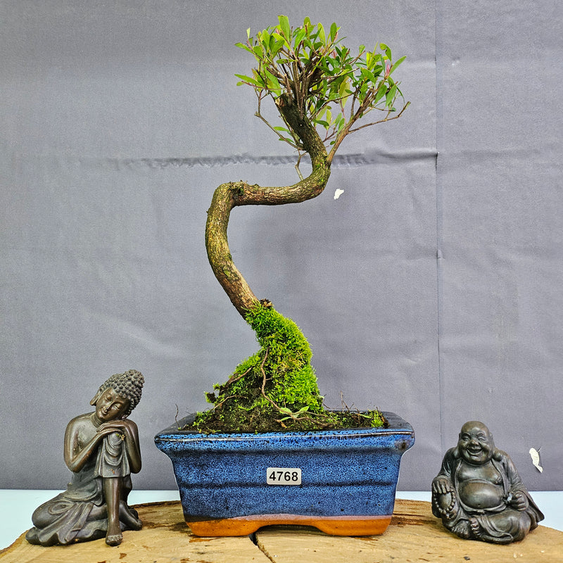 Clearance: Brush Cherry (Syzygium) Bonsai Tree | Shaped | In 15cm Pot