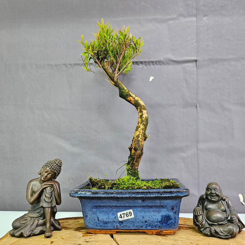 Clearance: Brush Cherry (Syzygium) Bonsai Tree | Shaped | In 15cm Pot