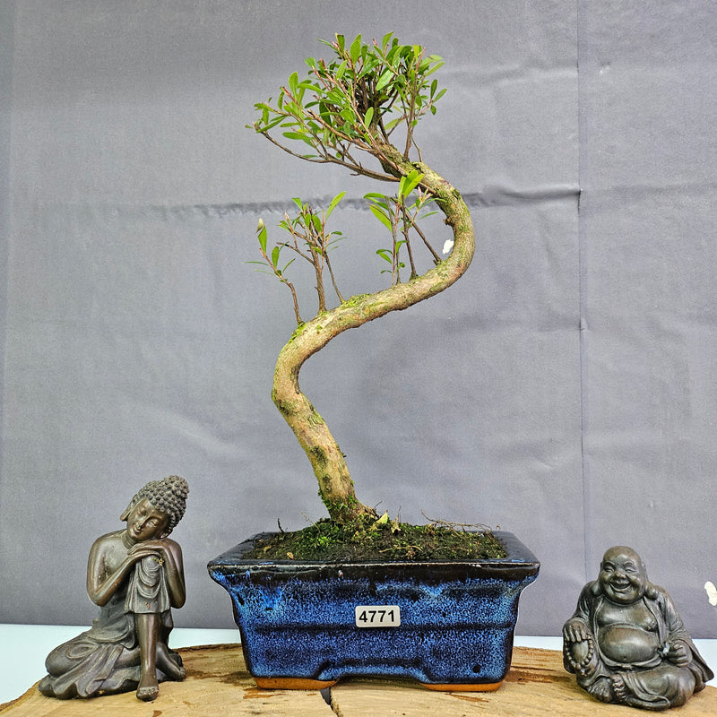 Clearance: Brush Cherry (Syzygium) Bonsai Tree | Shaped | In 15cm Pot