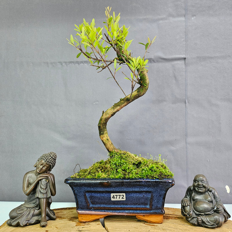 Clearance: Brush Cherry (Syzygium) Bonsai Tree | Shaped | In 15cm Pot