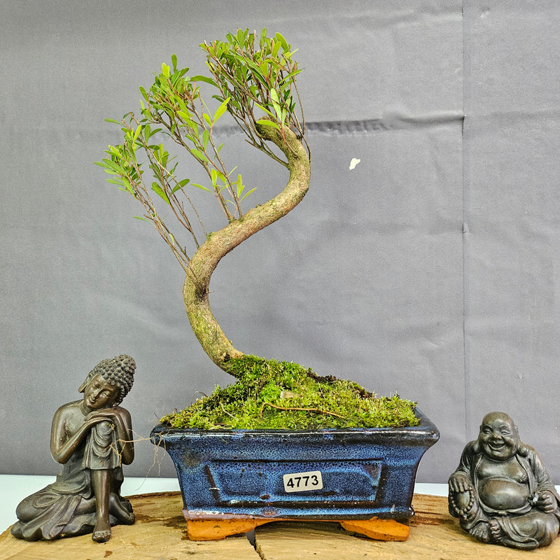 Clearance: Brush Cherry (Syzygium) Bonsai Tree | Shaped | In 15cm Pot