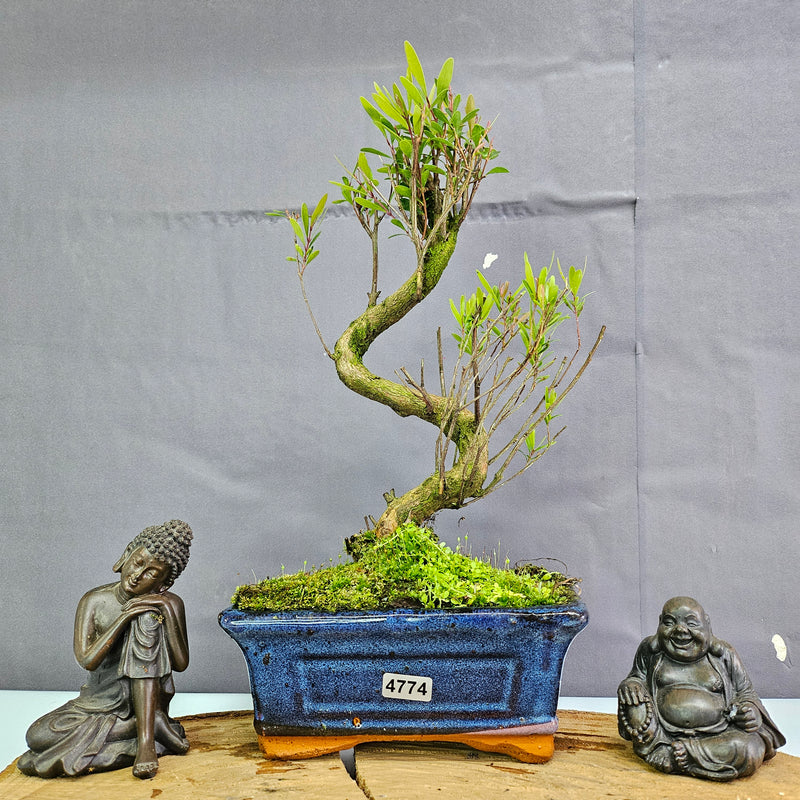 Clearance: Brush Cherry (Syzygium) Bonsai Tree | Shaped | In 15cm Pot