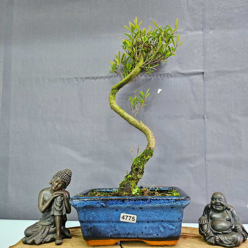 Clearance: Brush Cherry (Syzygium) Bonsai Tree | Shaped | In 15cm Pot