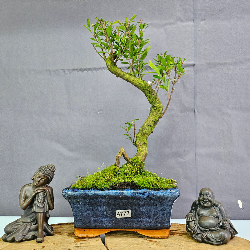 Clearance: Brush Cherry (Syzygium) Bonsai Tree | Shaped | In 15cm Pot