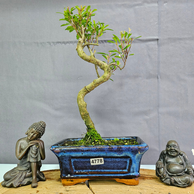 Clearance: Brush Cherry (Syzygium) Bonsai Tree | Shaped | In 15cm Pot