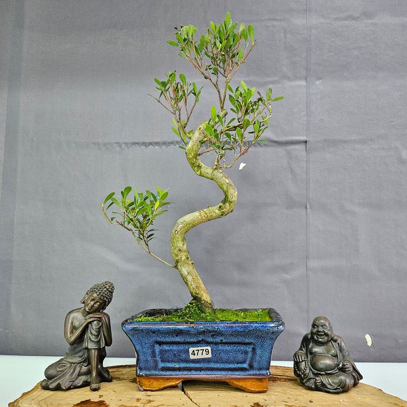 Clearance: Brush Cherry (Syzygium) Bonsai Tree | Shaped | In 15cm Pot