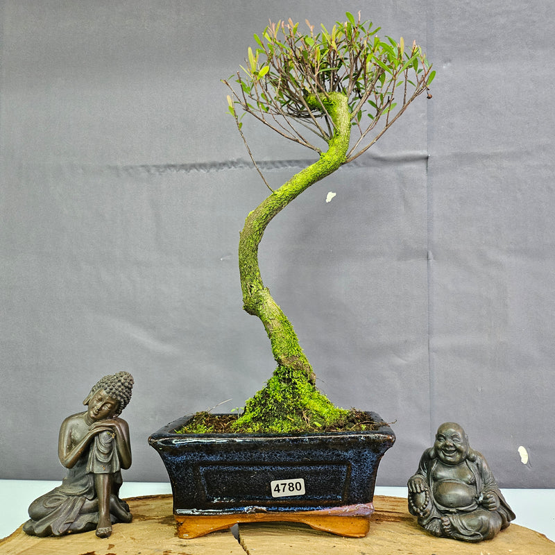 Clearance: Brush Cherry (Syzygium) Bonsai Tree | Shaped | In 15cm Pot