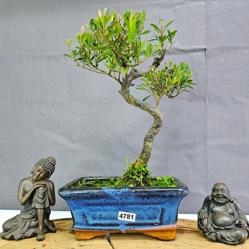 Clearance: Brush Cherry (Syzygium) Bonsai Tree | Shaped | In 15cm Pot