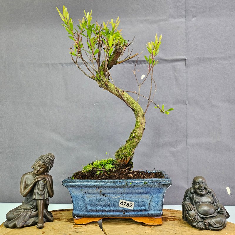 Clearance: Brush Cherry (Syzygium) Bonsai Tree | Shaped | In 15cm Pot