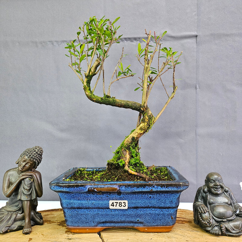 Clearance: Brush Cherry (Syzygium) Bonsai Tree | Shaped | In 15cm Pot