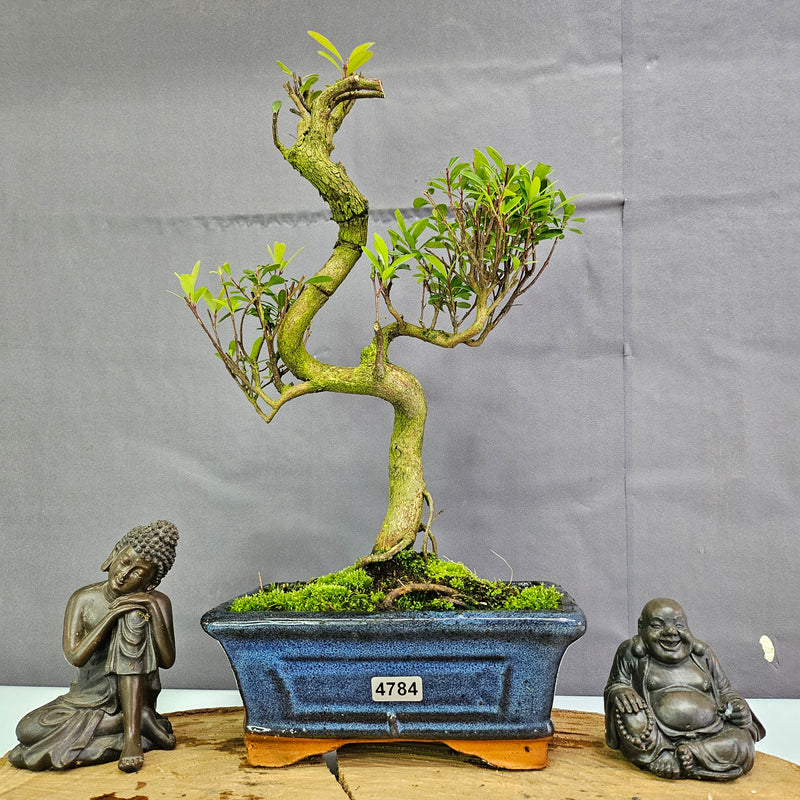 Clearance: Brush Cherry (Syzygium) Bonsai Tree | Shaped | In 15cm Pot