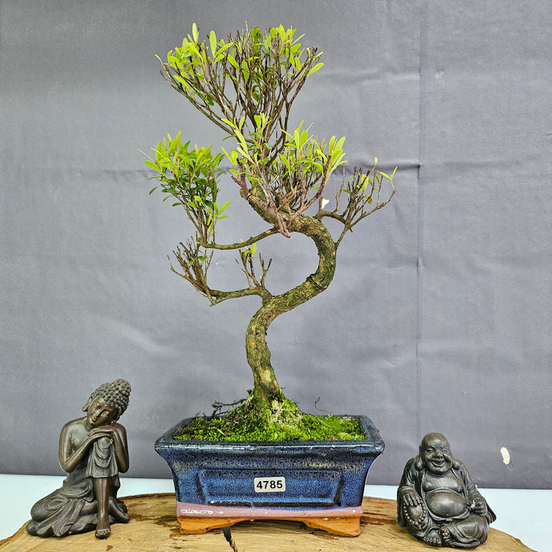 Clearance: Brush Cherry (Syzygium) Bonsai Tree | Shaped | In 15cm Pot