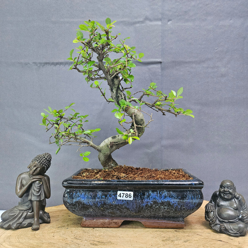 Chinese Elm (Ulmus Parvifolia) Bonsai Tree | Shaped | In 20cm Pot