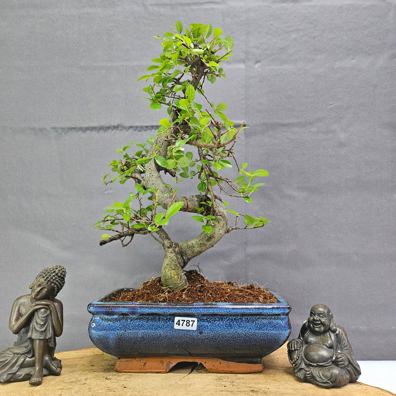 Chinese Elm (Ulmus Parvifolia) Bonsai Tree | Shaped | In 20cm Pot