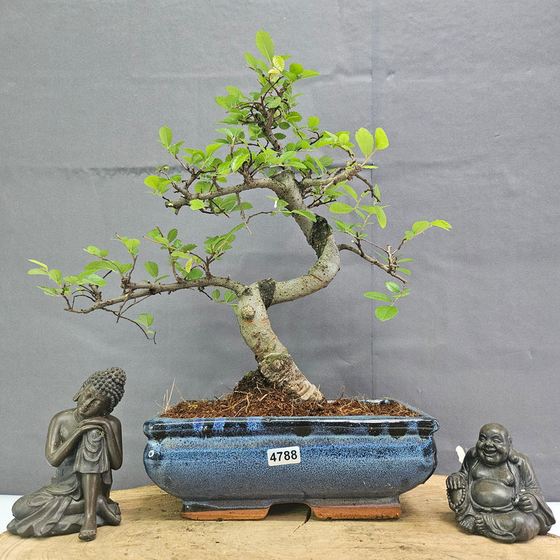 Chinese Elm (Ulmus Parvifolia) Bonsai Tree | Shaped | In 20cm Pot