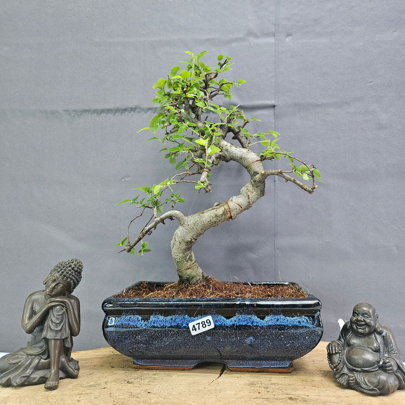 Chinese Elm (Ulmus Parvifolia) Bonsai Tree | Shaped | In 20cm Pot