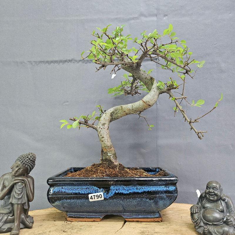 Chinese Elm (Ulmus Parvifolia) Bonsai Tree | Shaped | In 20cm Pot