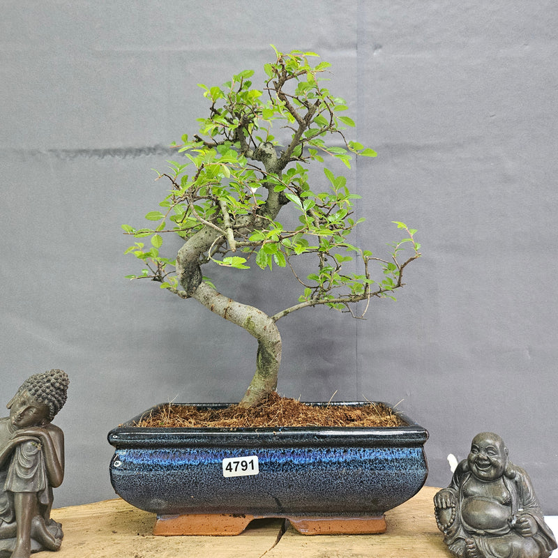 Chinese Elm (Ulmus Parvifolia) Bonsai Tree | Shaped | In 20cm Pot